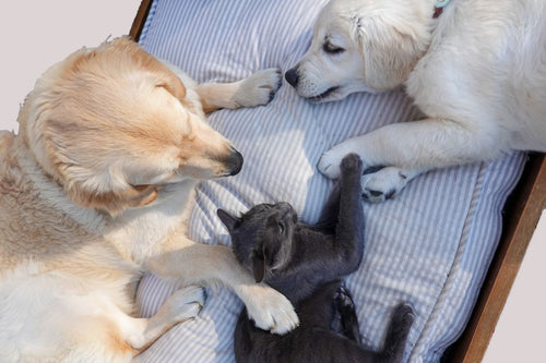 Dogs and cat relaxing comfortably on cozy pet bed with blanket - Pawmunjii Pet Bed Bundle